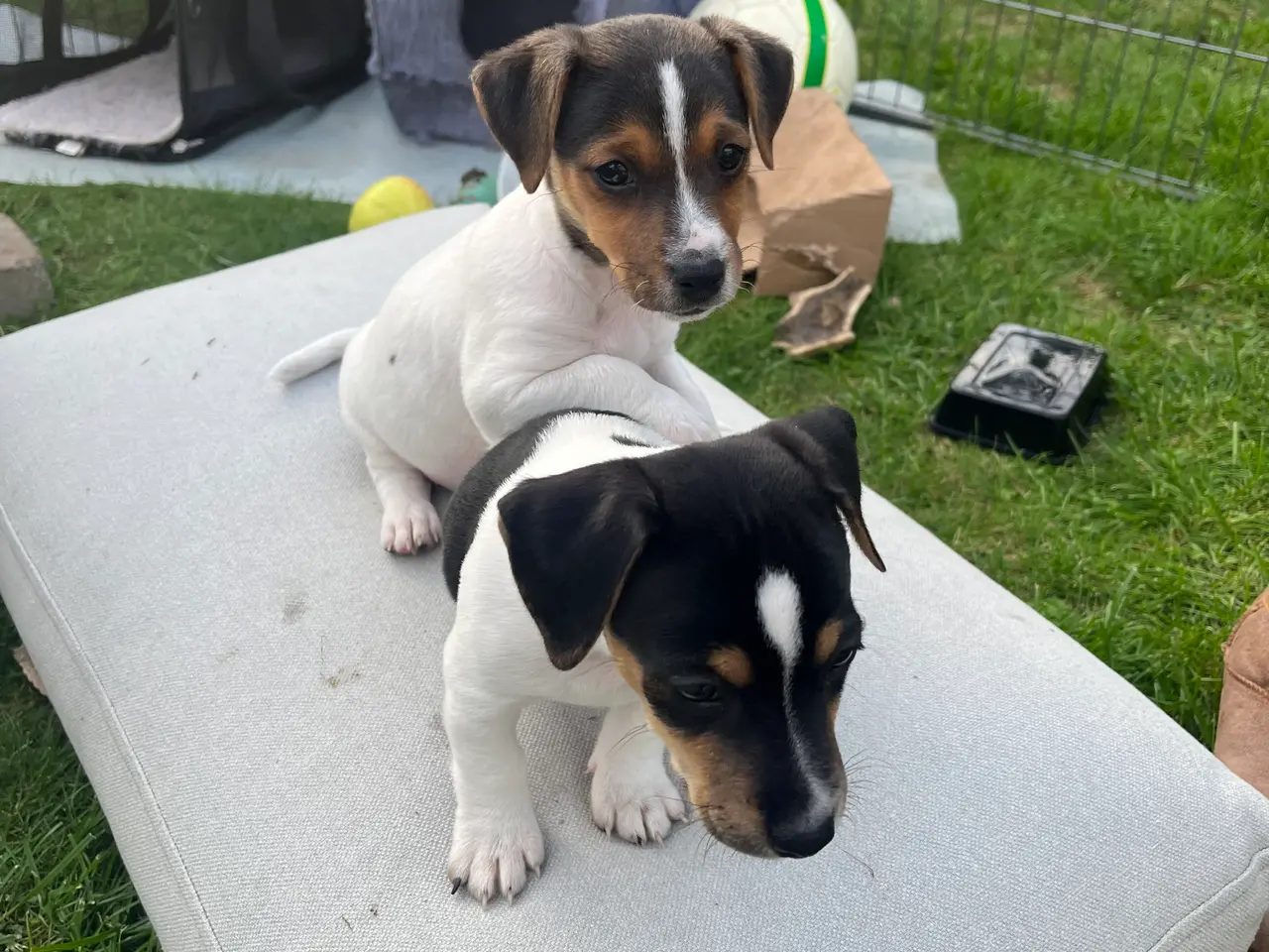 Billede 2 - Jack Russel hvalpe med stamtavler, glathårede