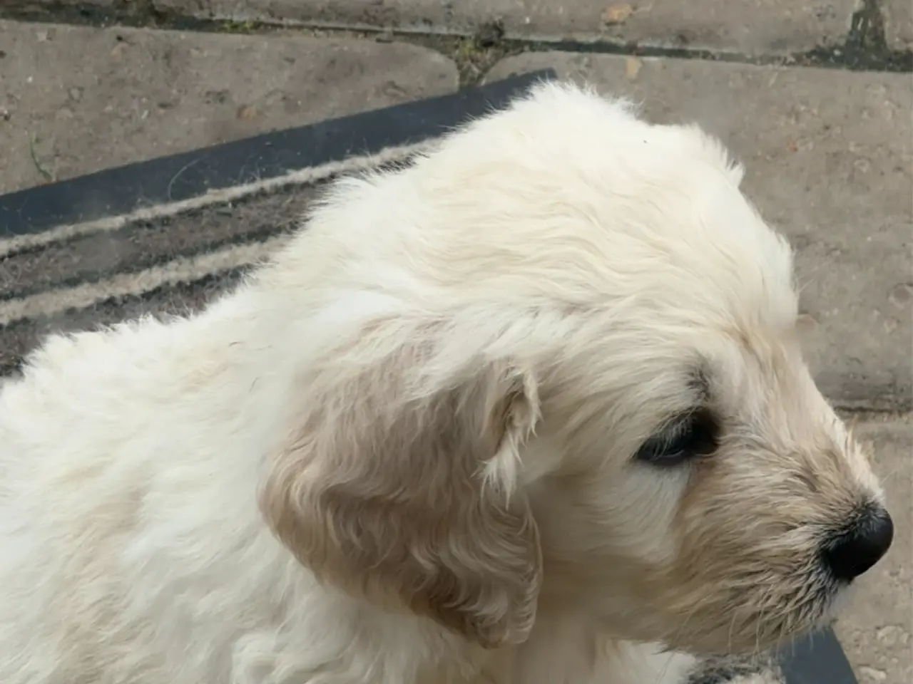 Billede 1 - Smukke Golden Doodle hvalpe