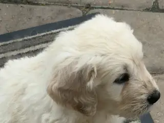Smukke Golden Doodle hvalpe