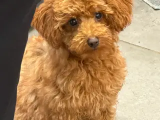 Maltipoo rejseklar - 3