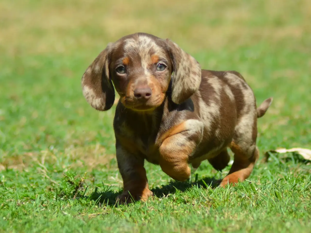 Billede 1 - Miniature Gravhund - Chocolate Tan Merle hanhvalp