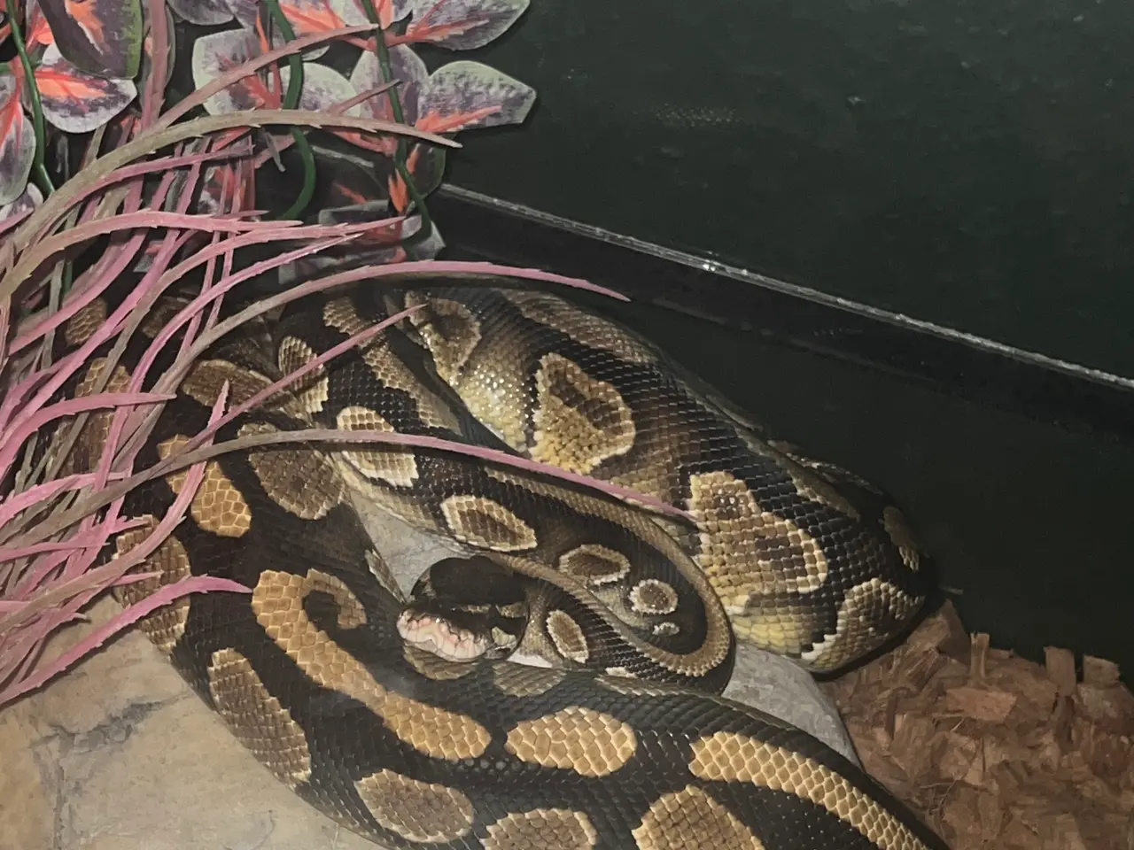 Billede 1 - Kongepython hun sælges