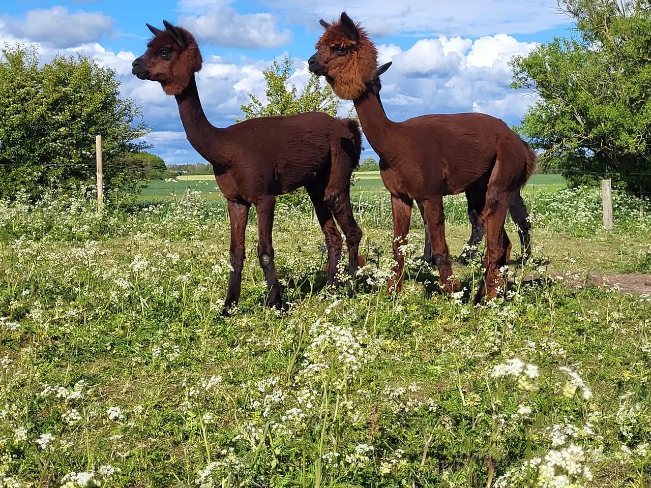Billede 3 - Alpacaer 4 stk 