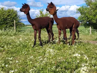 Alpacaer 4 stk
