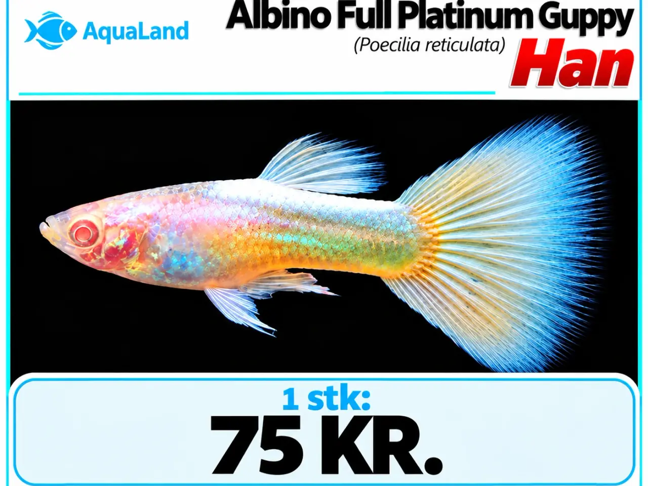 Billede 12 - Albino full platinum guppy