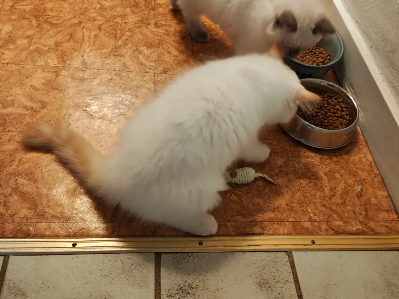 Billede 11 - Ragdoll - silke bløde skønne familie'venner 