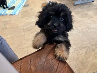 mini Cavapoo dreng Sigurd er helt rejse klar