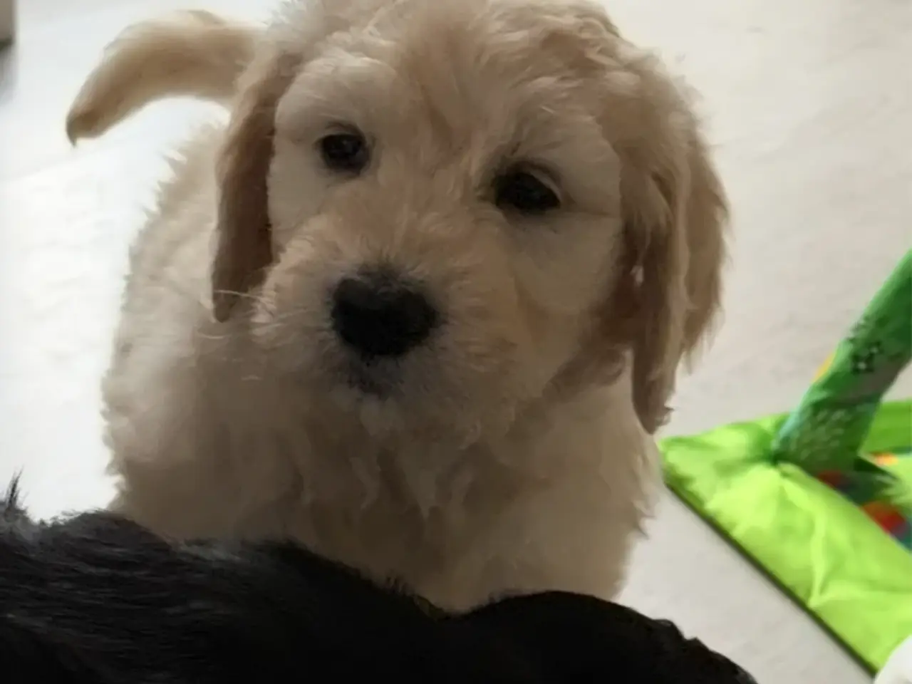 Billede 4 - Efterårstilbud på smukke FB1 Golden doodles