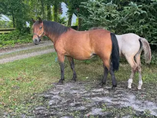 Hoppe med hoppe føl 