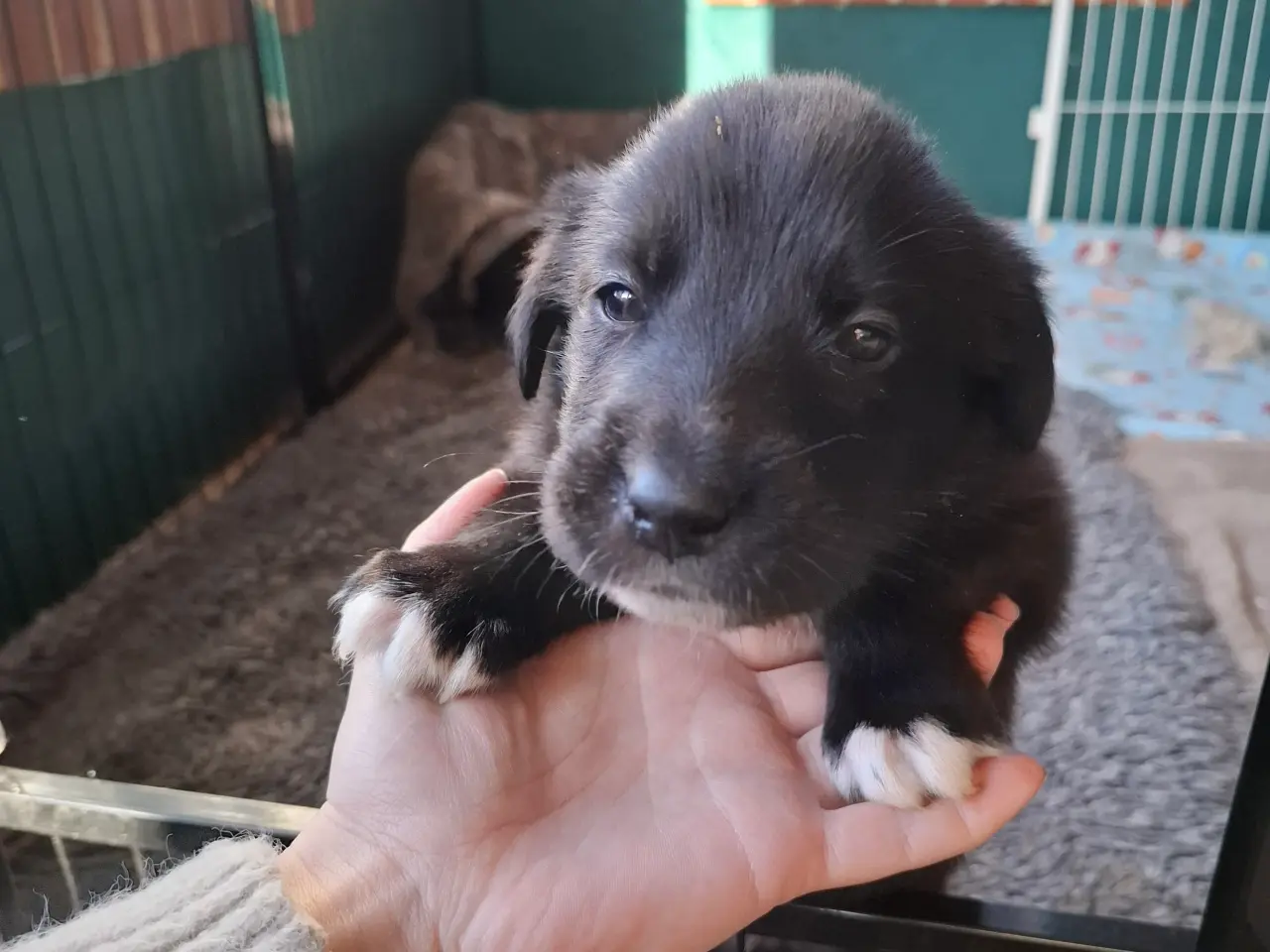 Billede 14 - Skønne LabCollie Hvalpe