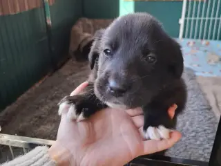 Skønne LabCollie Hvalpe