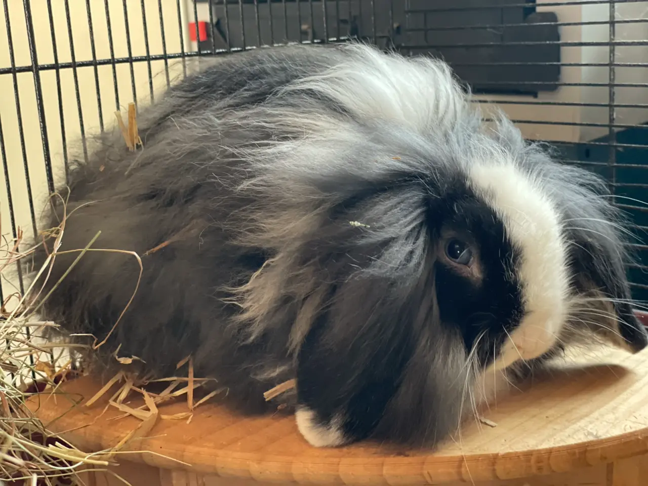 Billede 1 - Lion lop/ min lop
