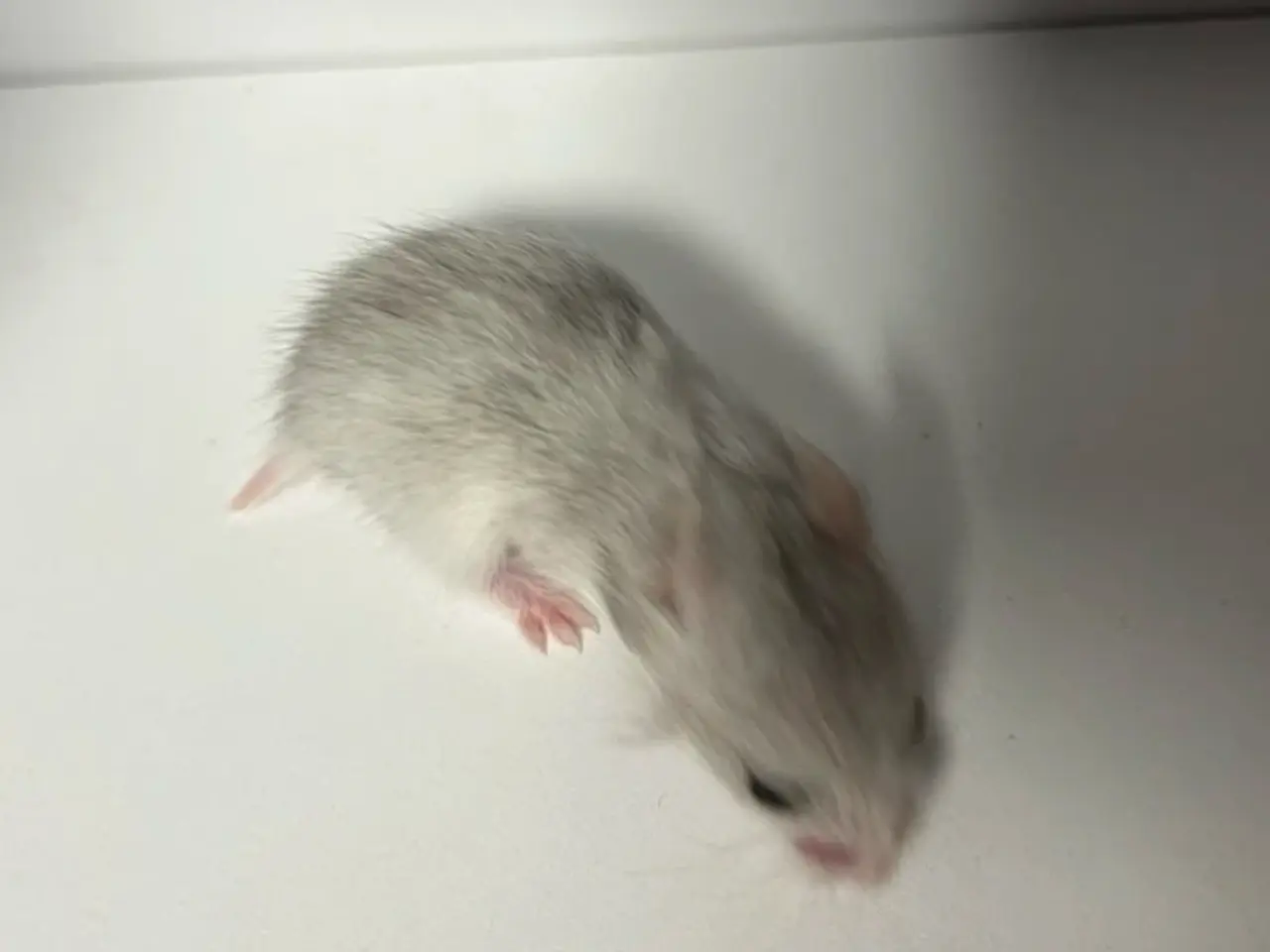 Billede 17 - Guldhamster unger