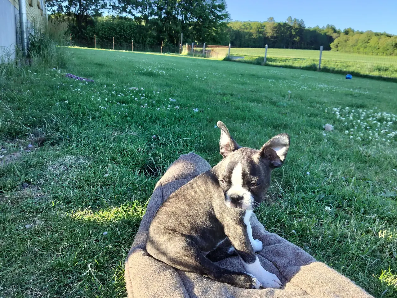 Billede 10 - Boston terrier Sally