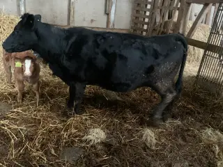 Angus ko