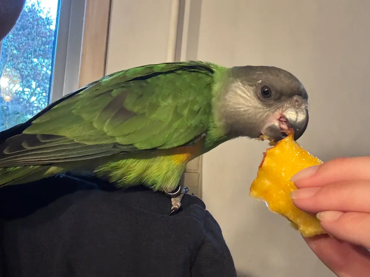 Billede 3 - Orange brystet Senegal HUN