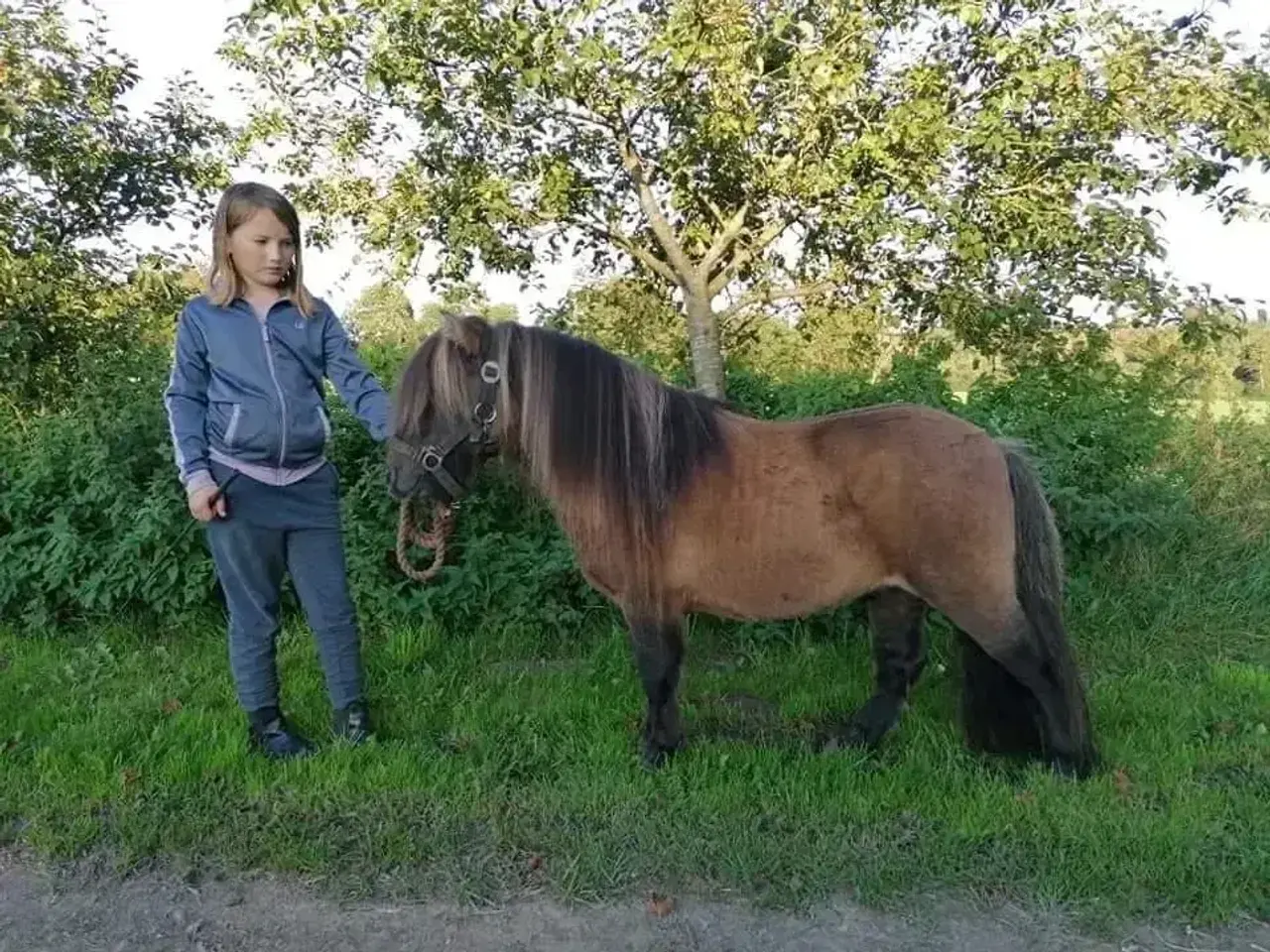 Billede 2 - Kåret Shetlandspony Avlshingst.