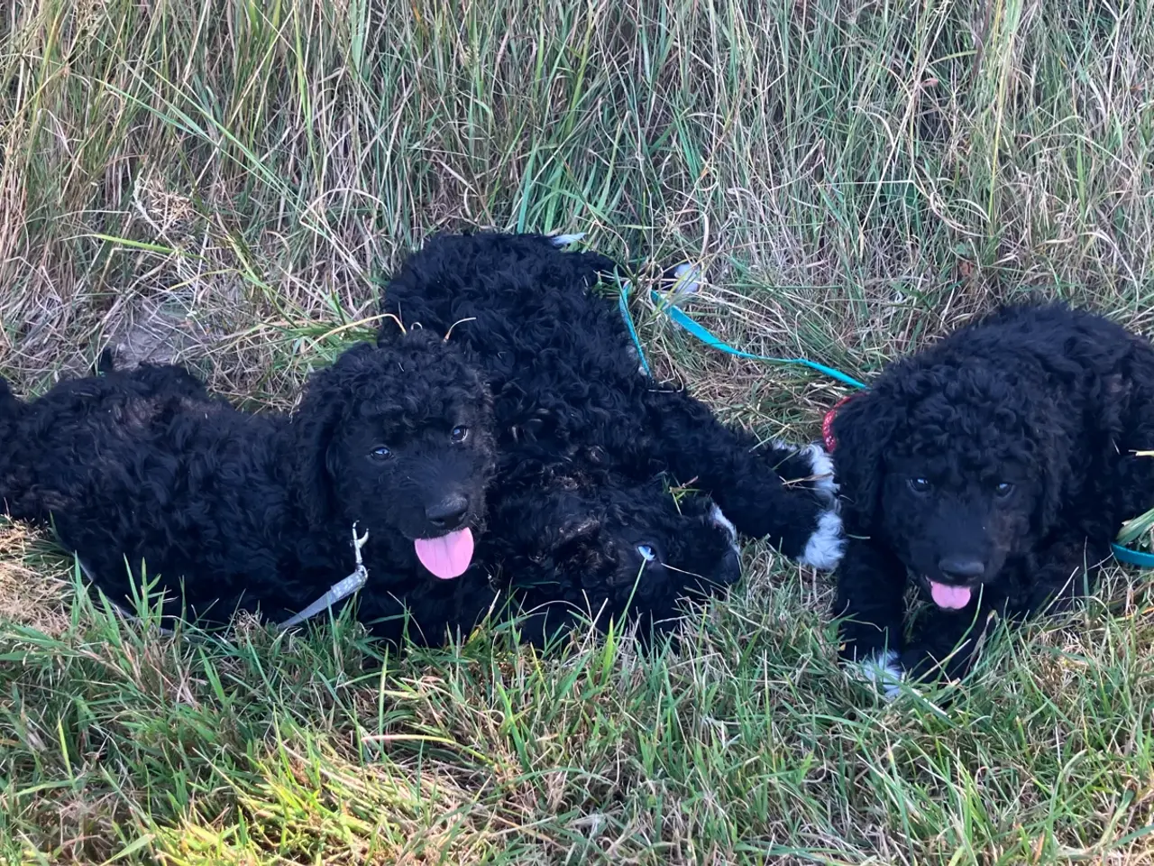Billede 3 - Lagotto Romagnolo/Curly Coatted Retriever 