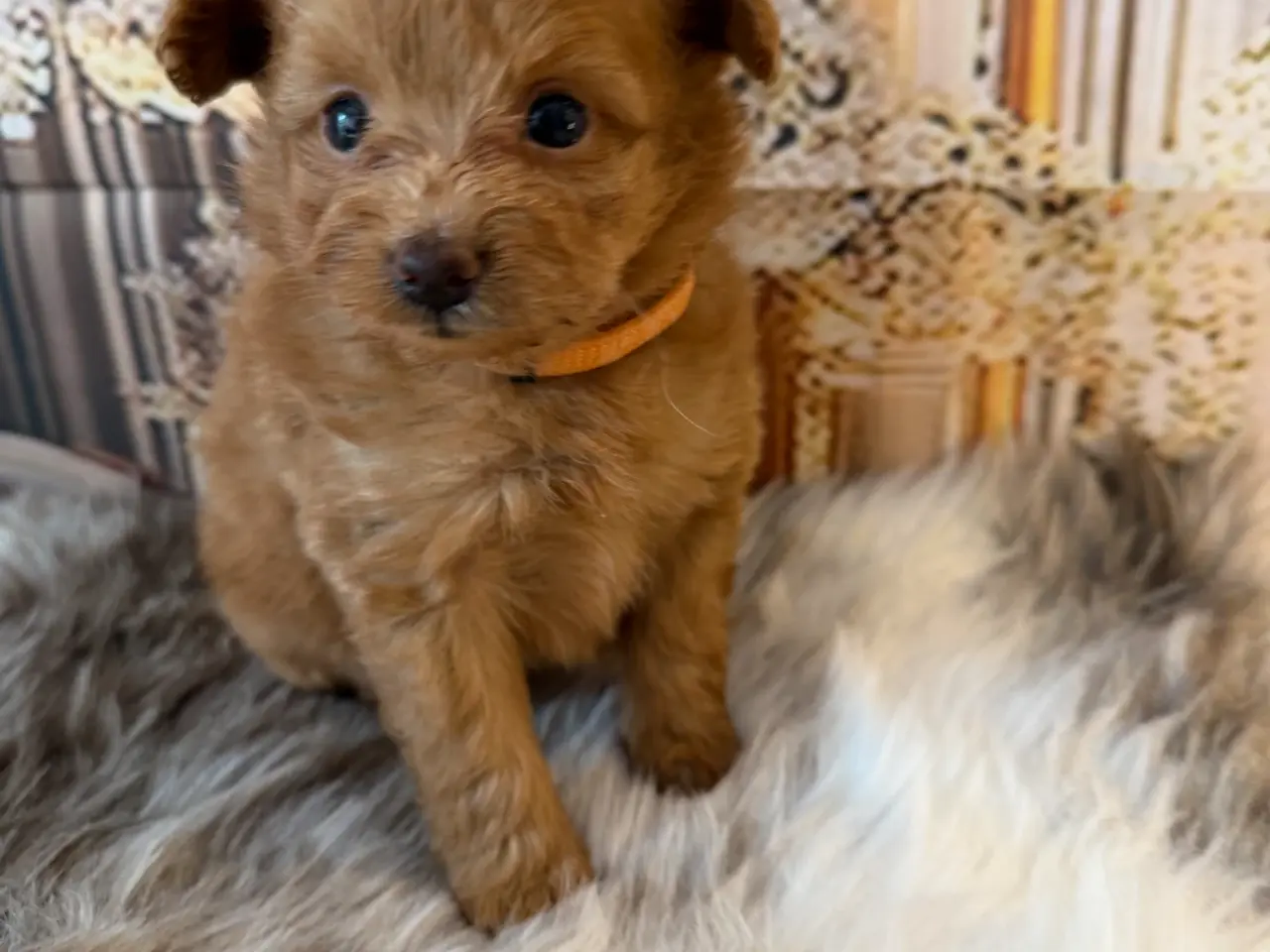 Billede 8 - Små skønne Pomapoo hvalpe ❤️🐾