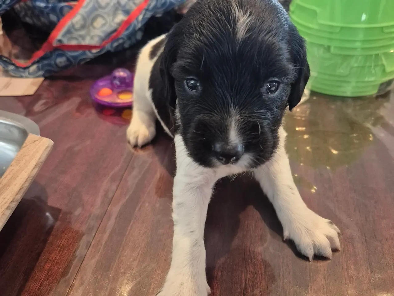 Billede 19 - F.T Engelsk Springer Spaniel hvalpe