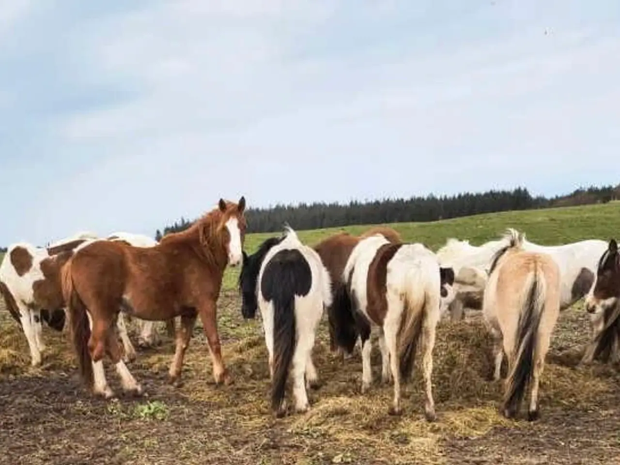 Billede 2 - 15 stk. 2 års ponykrydsninger