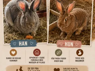 😀 Belgisk kæmper 😀