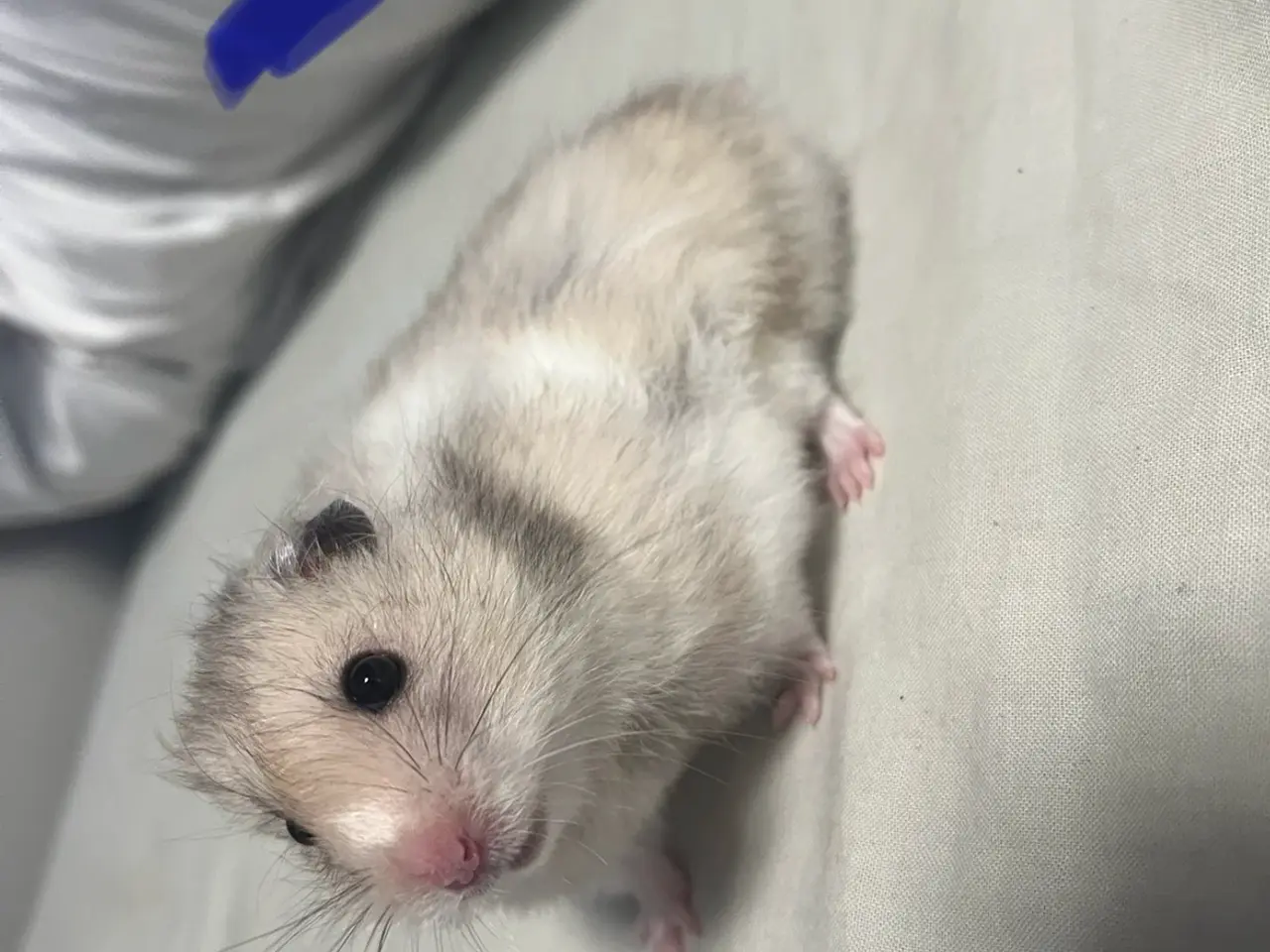 Billede 4 - Guldhamster unger