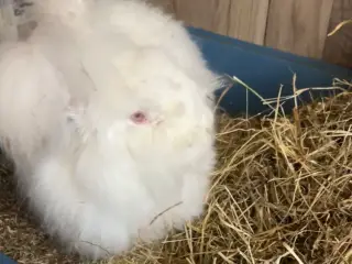 Søger hun angora kanin