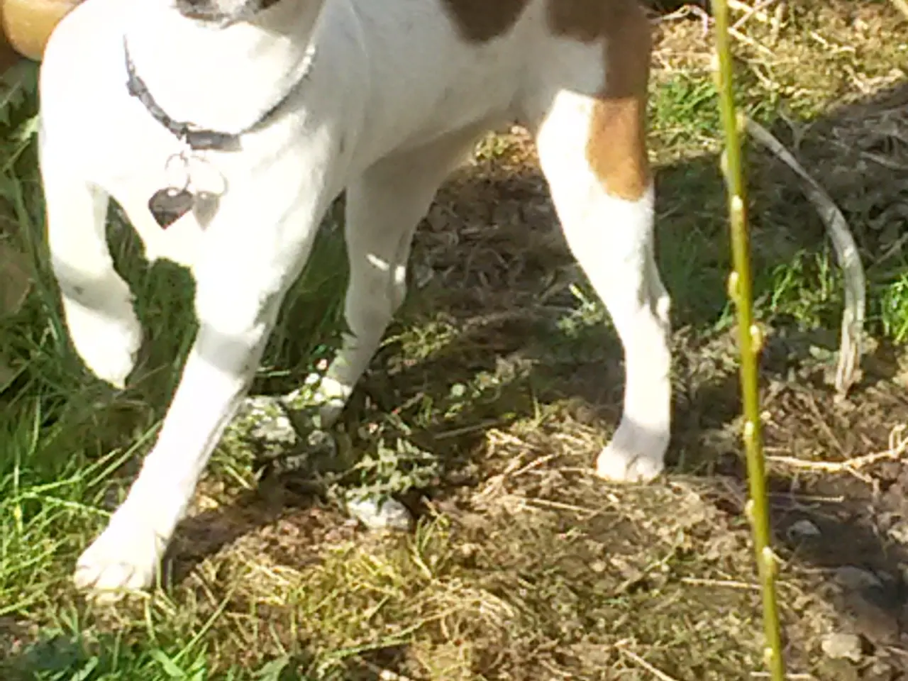 Billede 3 - Dansk/Svensk gårdhund sælges