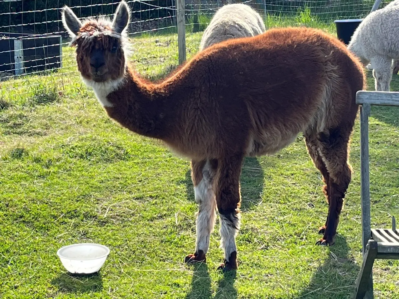 Billede 1 - Alpaca hopper