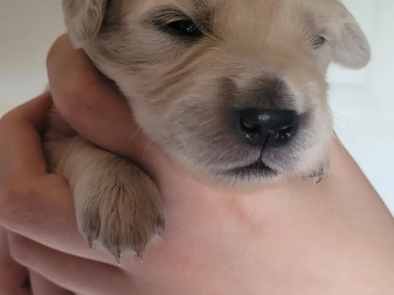 Billede 1 - Golden Retriever hvalpe 