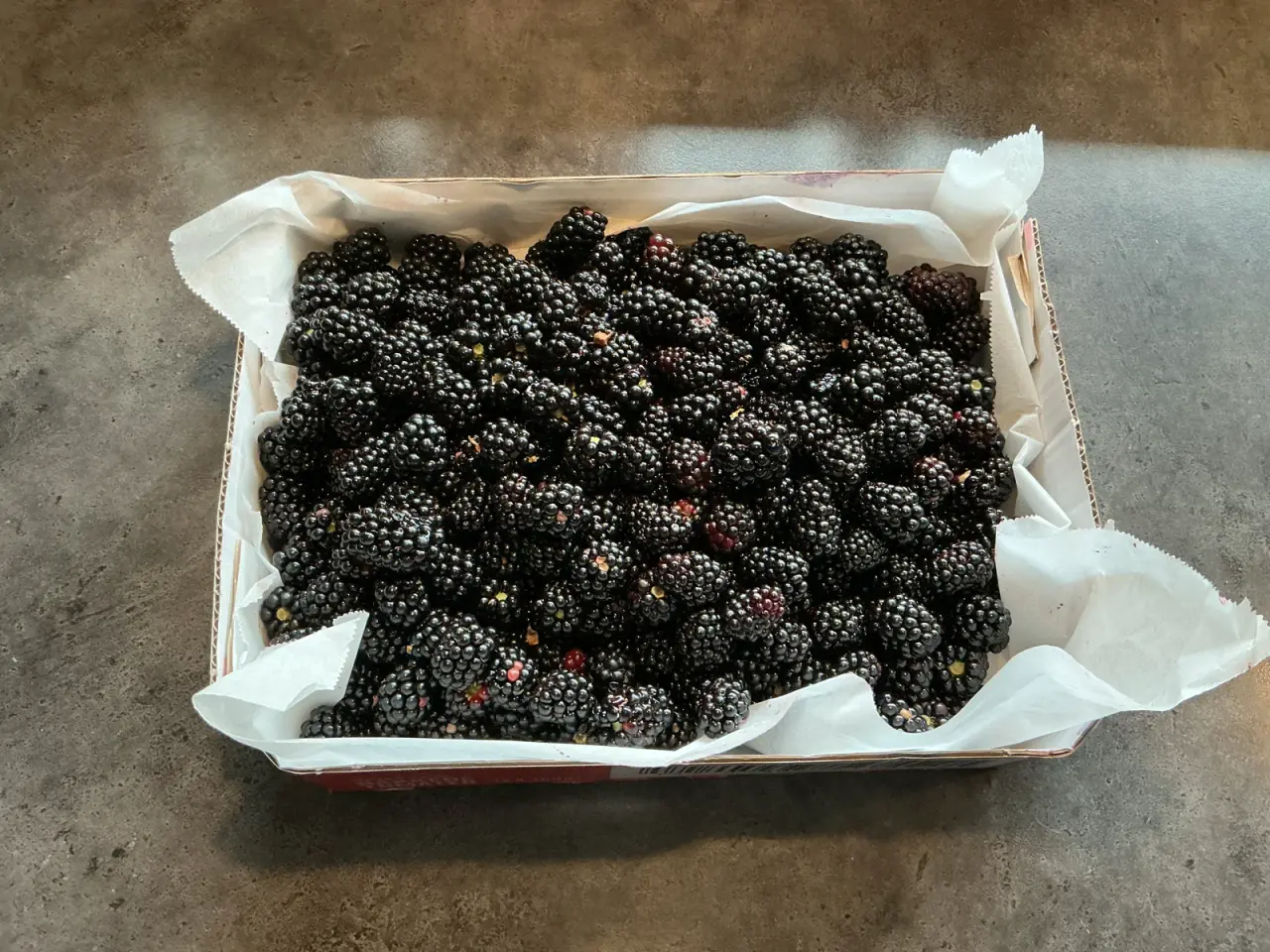 Billede 1 - Friske Brombær fra haven 40kr pr 1/2 kg 