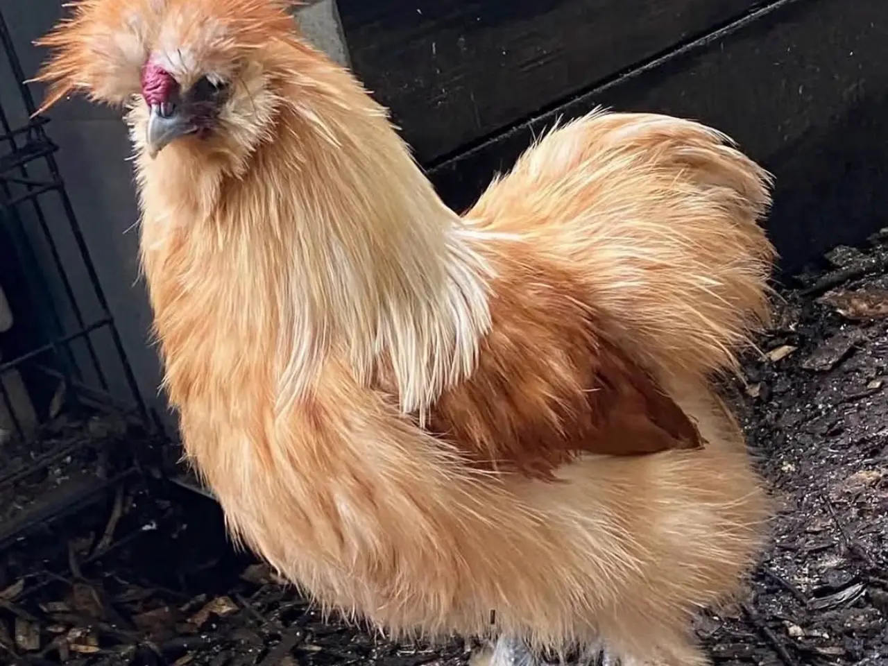 Billede 5 - Silkiehaner GRATIS / Silkie roosters FREE