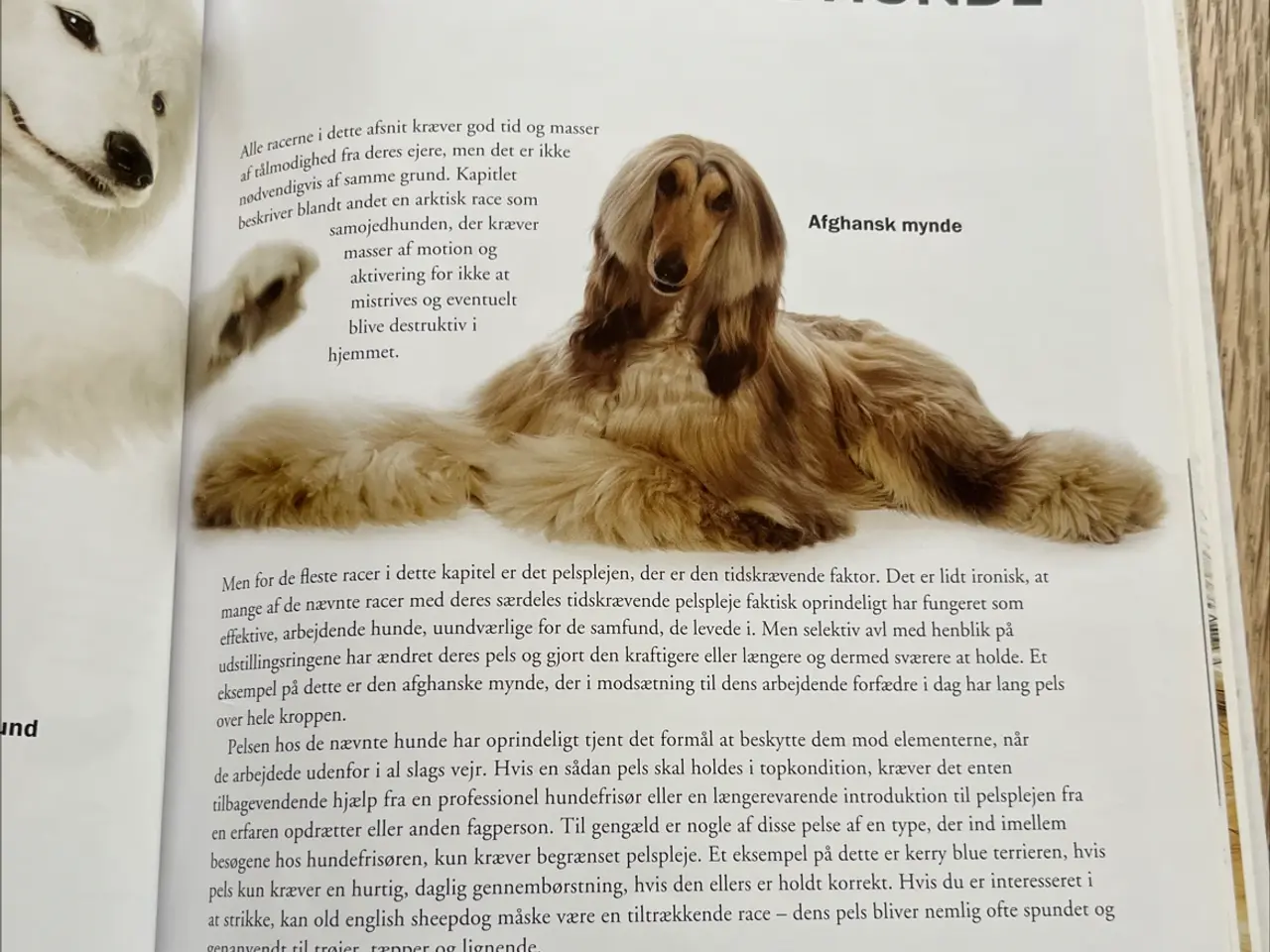 Billede 7 - Fagbog, Vælg den rigtige hund