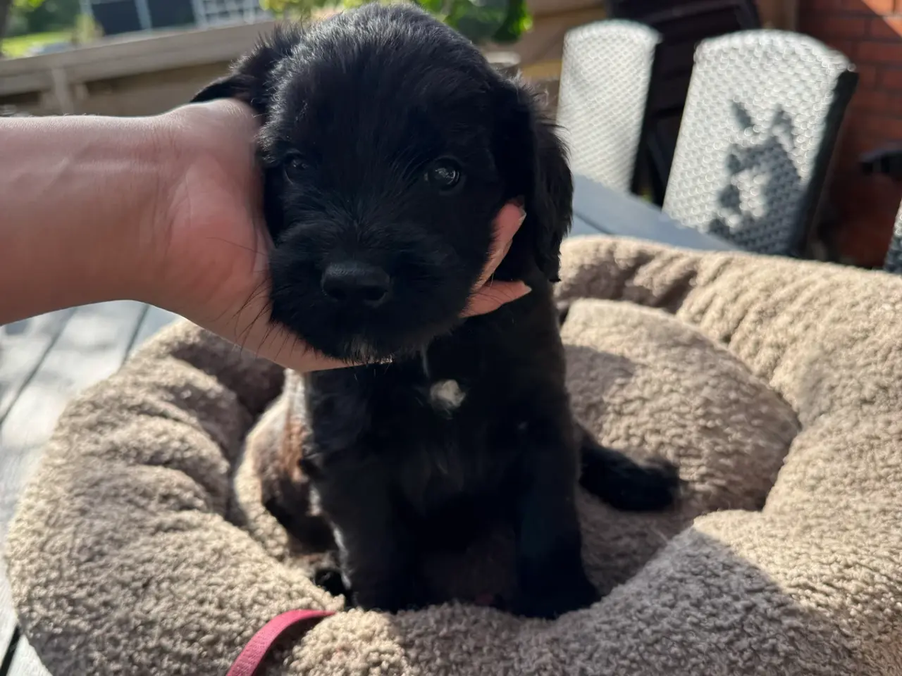 Billede 1 - God retriever/doodle-mix bamser