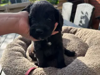 God retriever/doodle-mix bamser