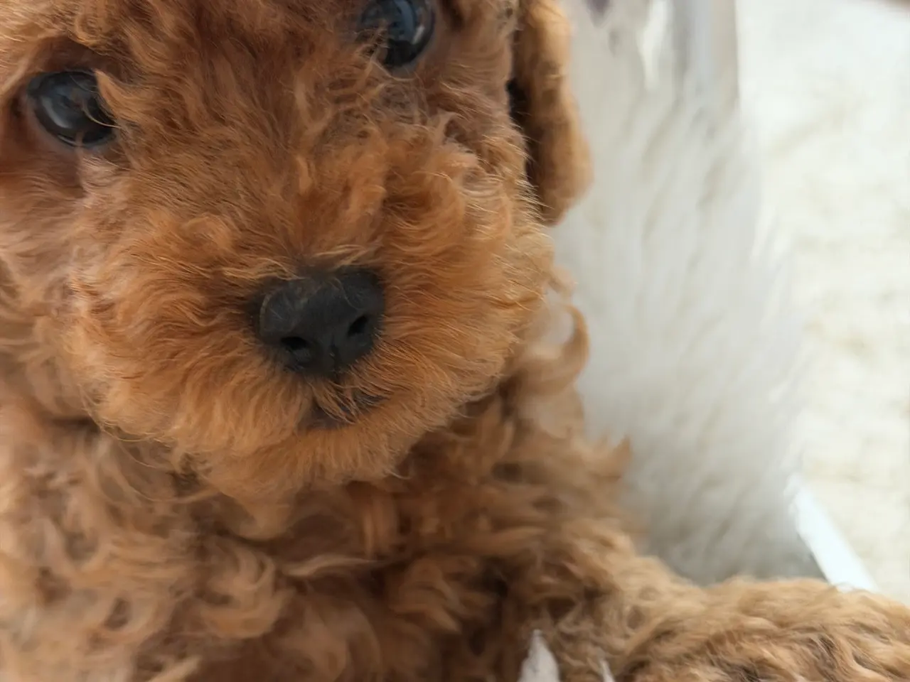 Billede 9 -  Søde Mini Maltipoo hvalpe til salg
