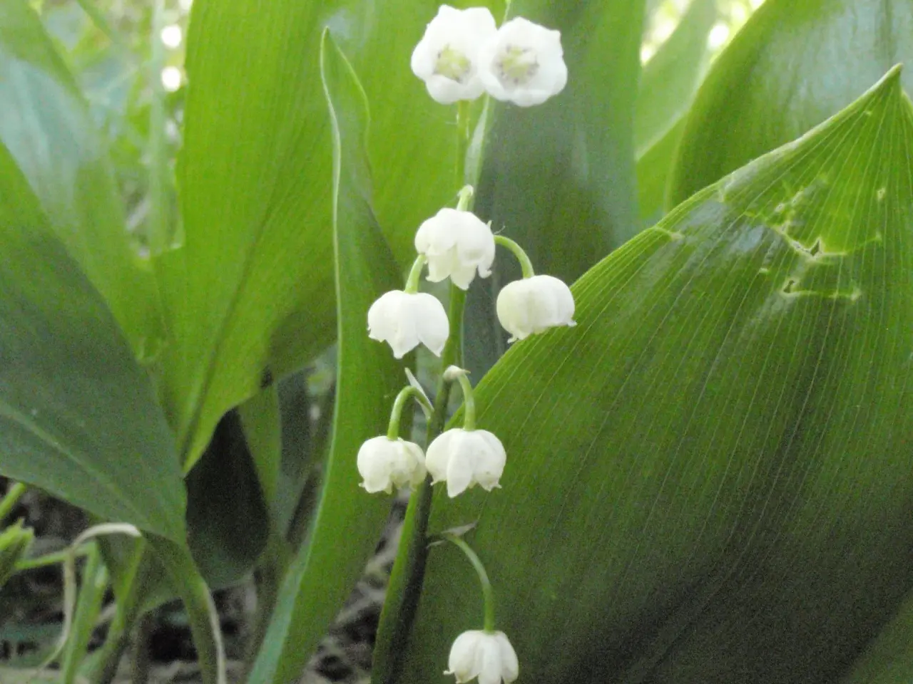 Billede 2 - Liljekonval, Convallaria majalis.