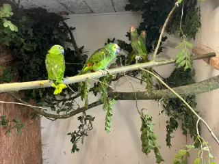 Vinrød Amazonpapegøje
