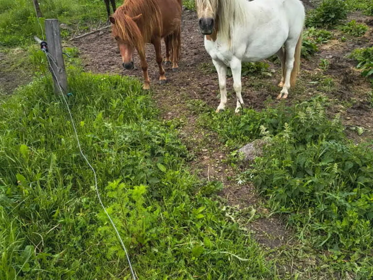 Billede 2 - Ponyhoppe 5 år, ca. 105 i stang ifolet