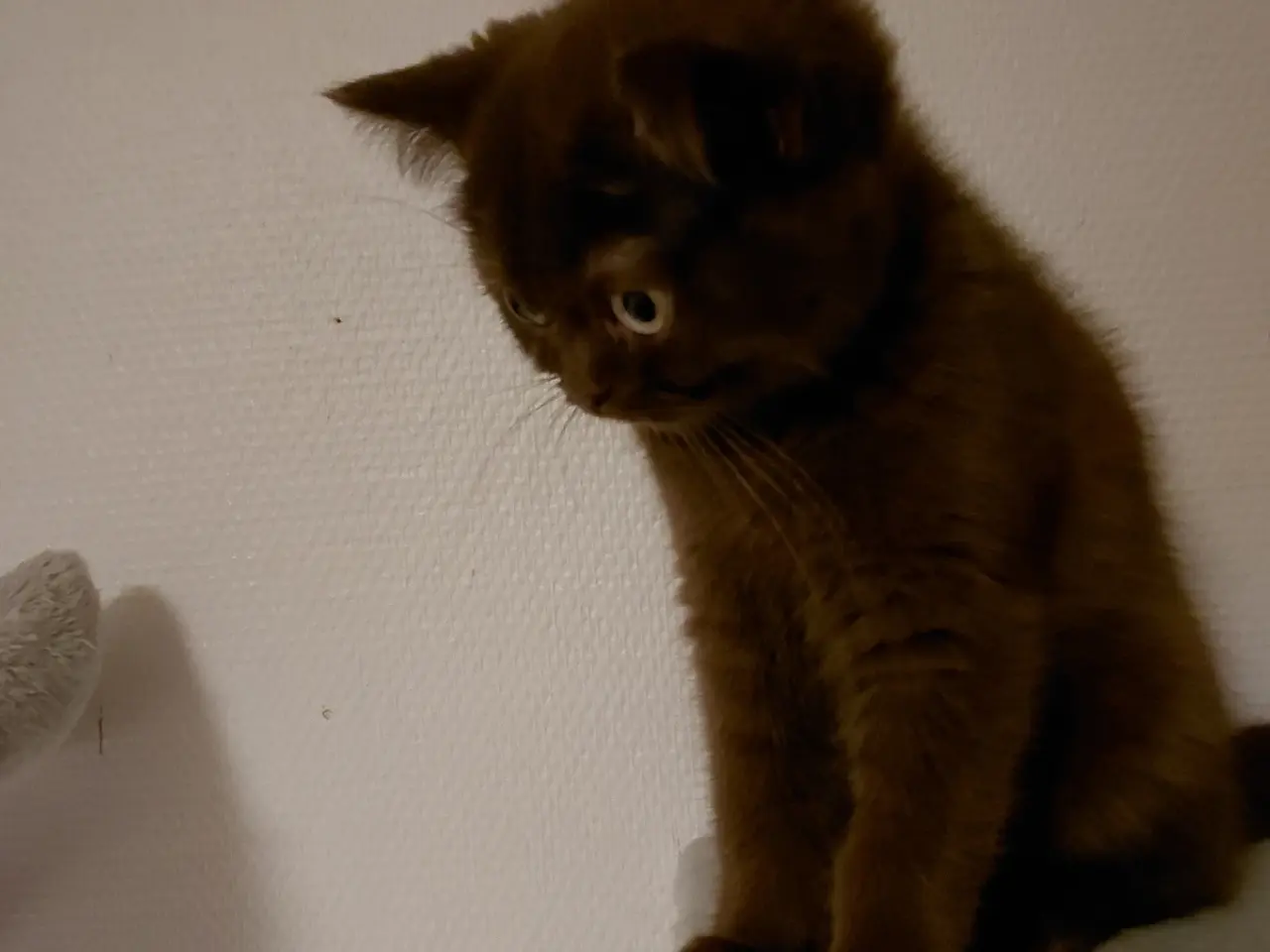 Billede 2 - Chokolade British shorthair med Stamtavle 