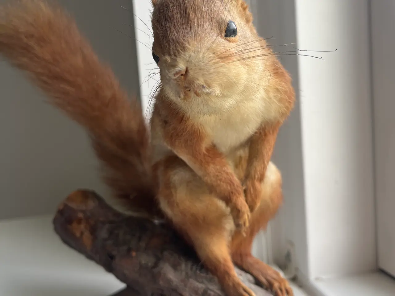 Billede 2 - Udstoppede egern 🐿️ 