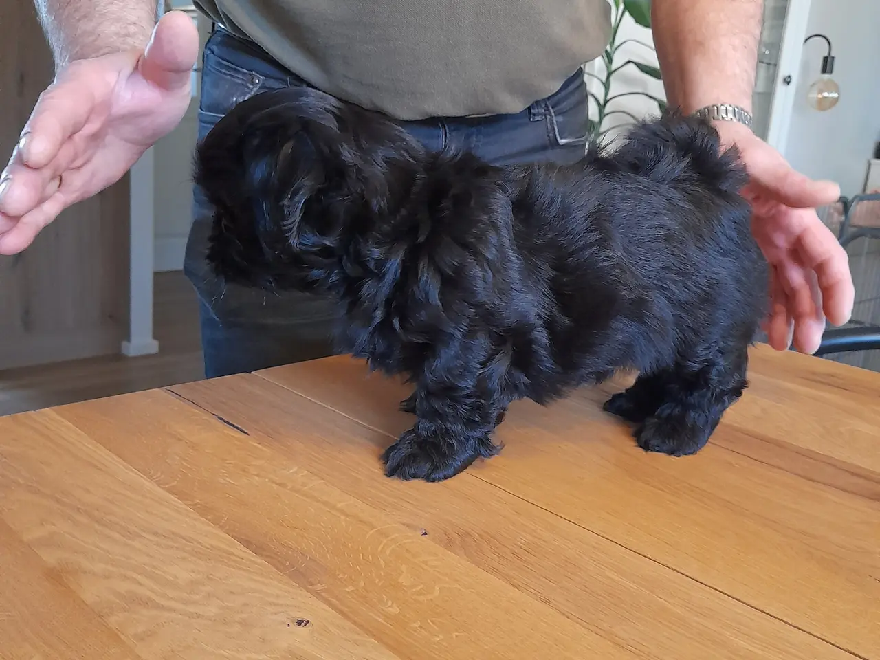 Billede 1 - Shih Tzu hvalp