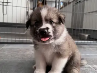 Hvalpe (Australian Shepherd/Islandsk Fårehund)
