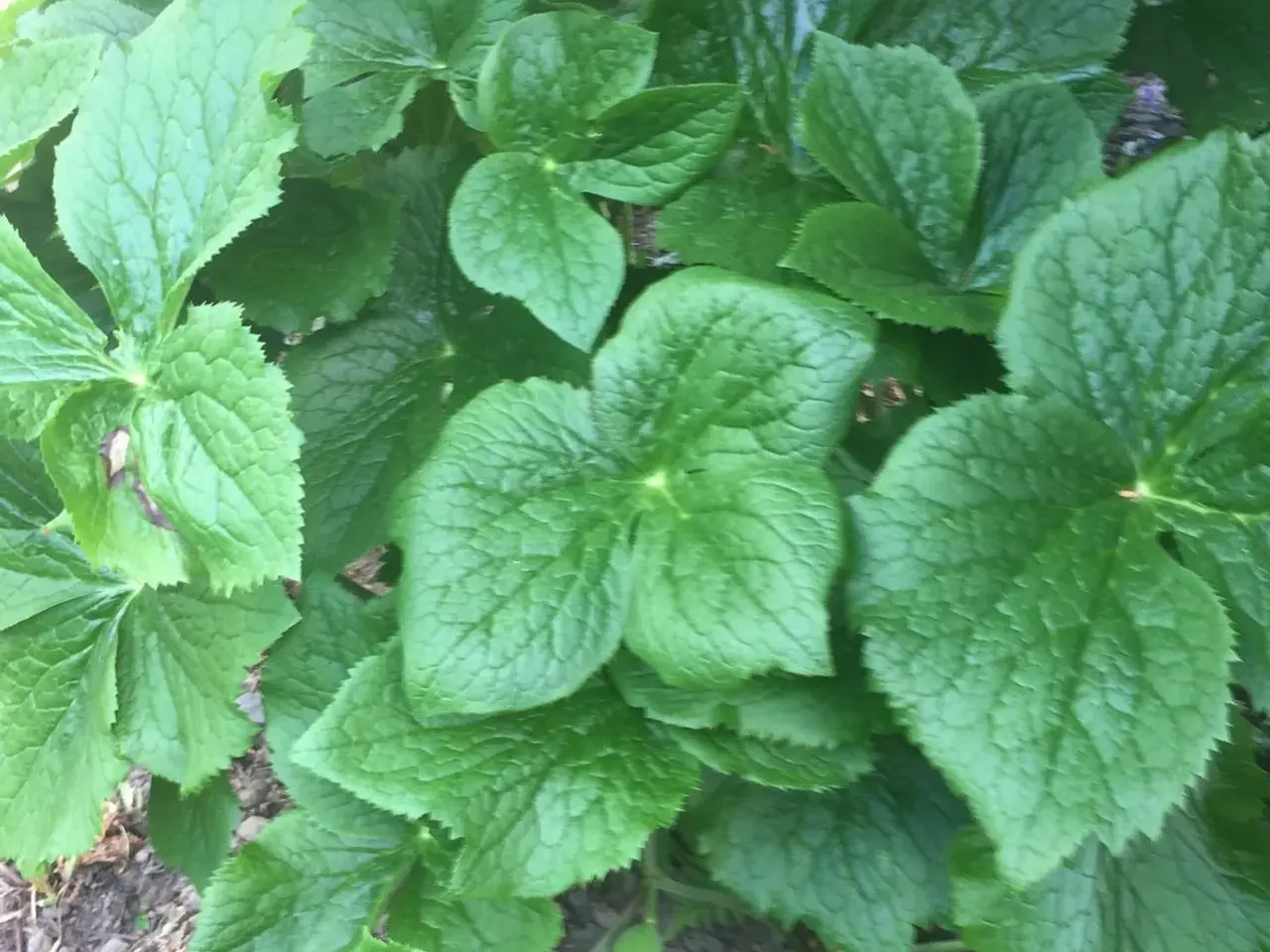 Billede 1 - Fodblad