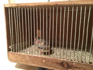 Zebrafinker