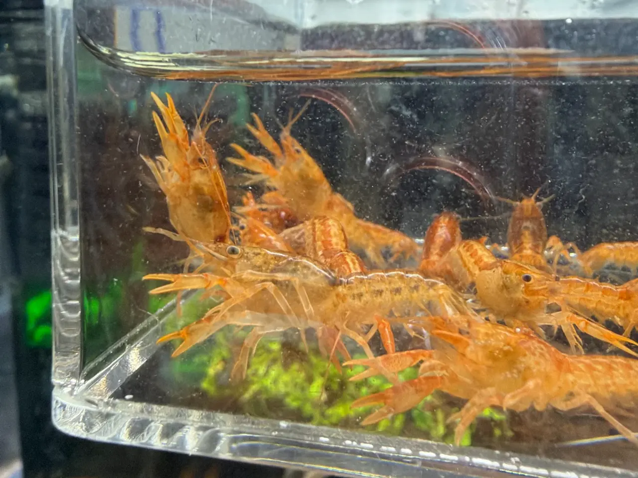 Billede 11 - 🦞 Flotte luksus orange CPO krebs🦞