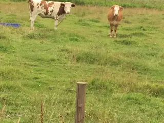 Afgrænsning søges