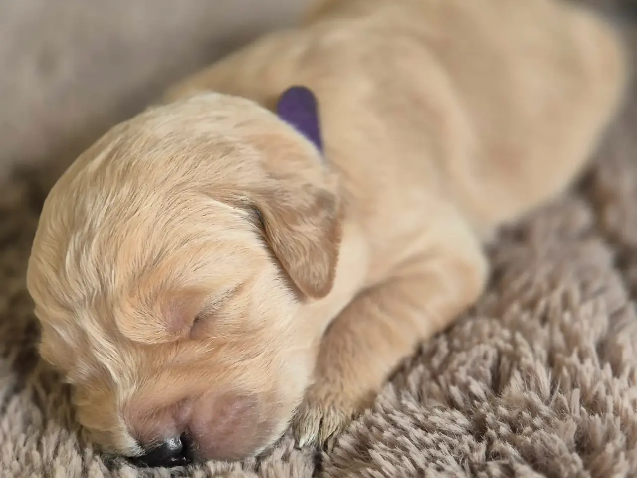 Billede 9 - 10 skønne Golden Retriever-hvalpe søger deres komm