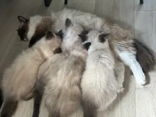 Ragdoll killinger